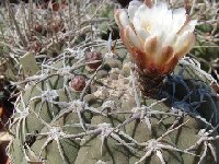 Gymnocalycium bayrianum JL1873.jpg